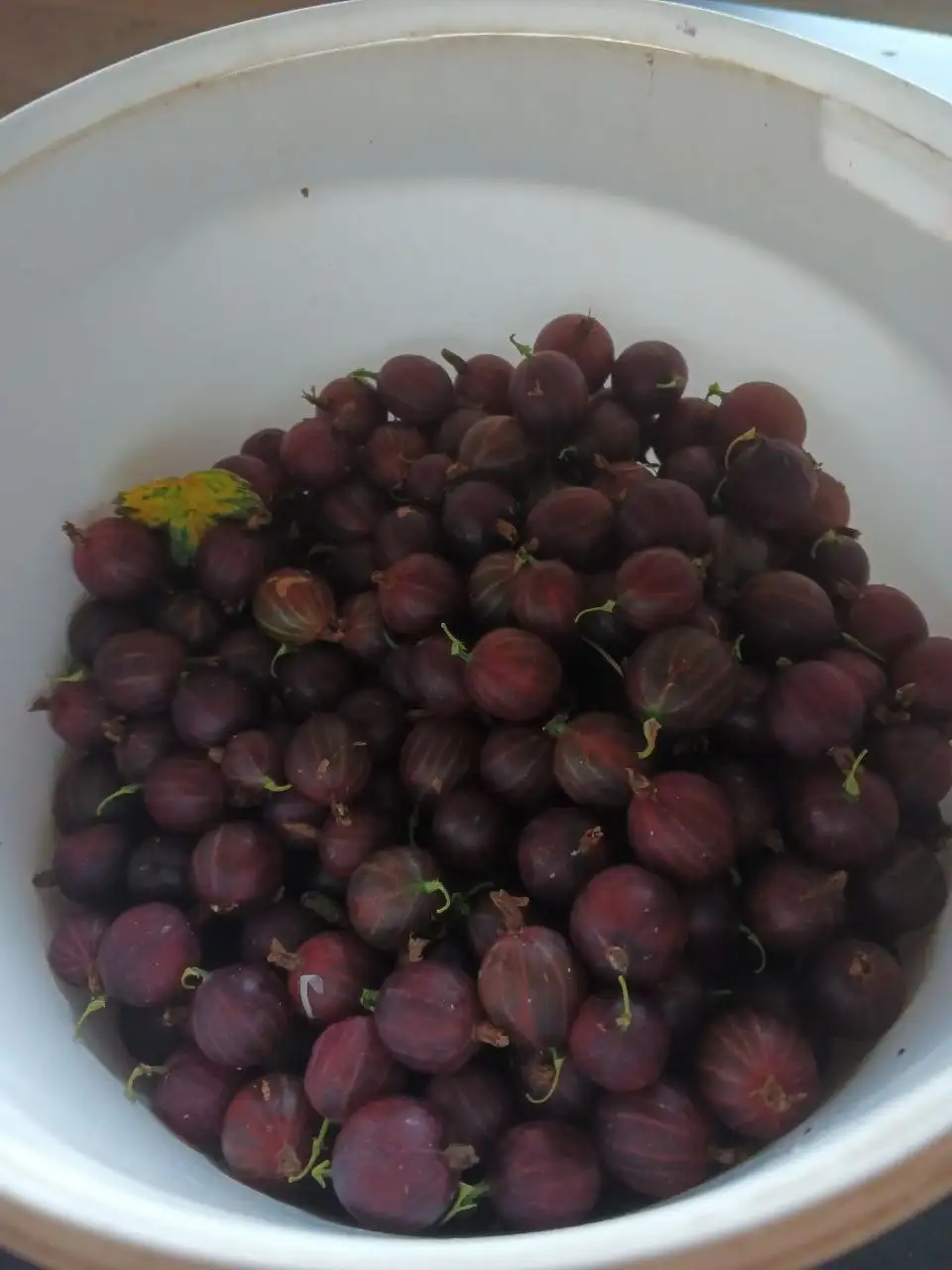 Продам крыжовник -  в Екатеринбург