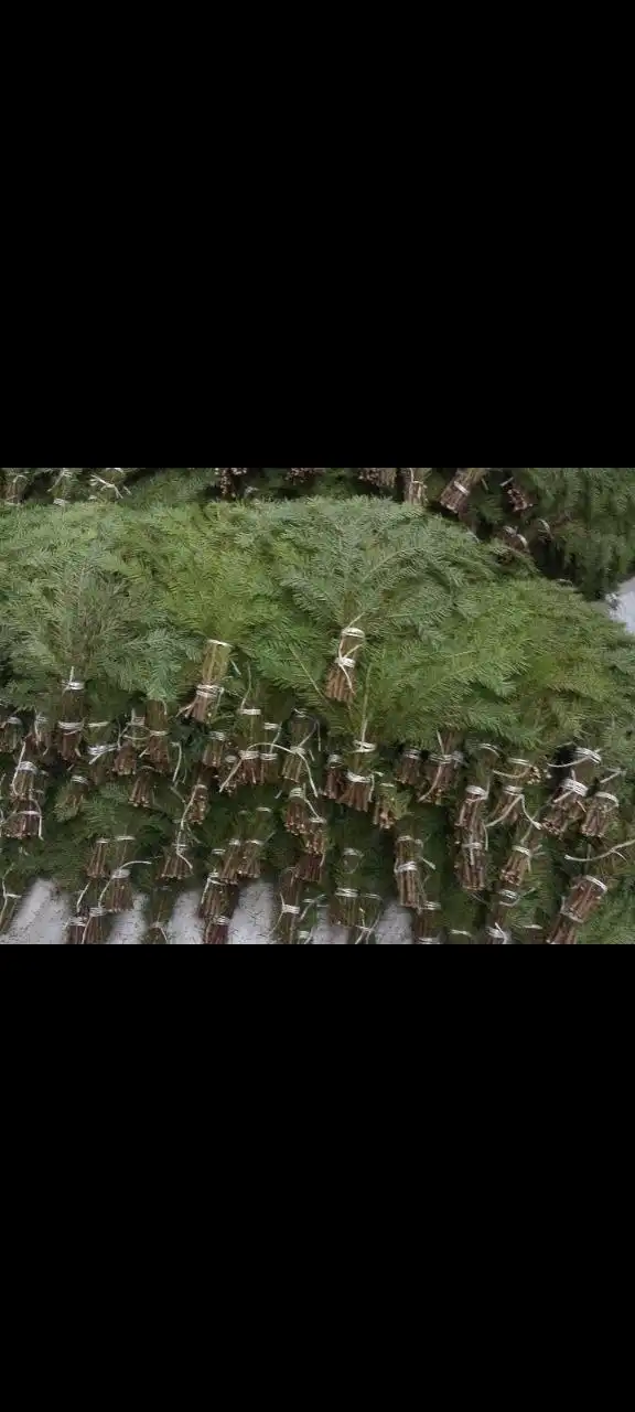 Пихтовые веники для бани