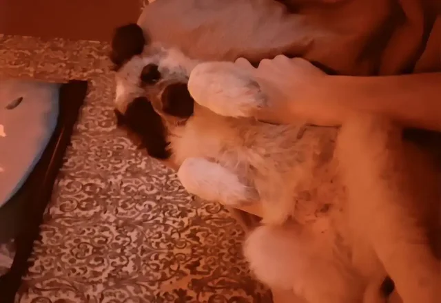 Отдам щенка Хамза 6 месяцев - частное объявление в Екатеринбург