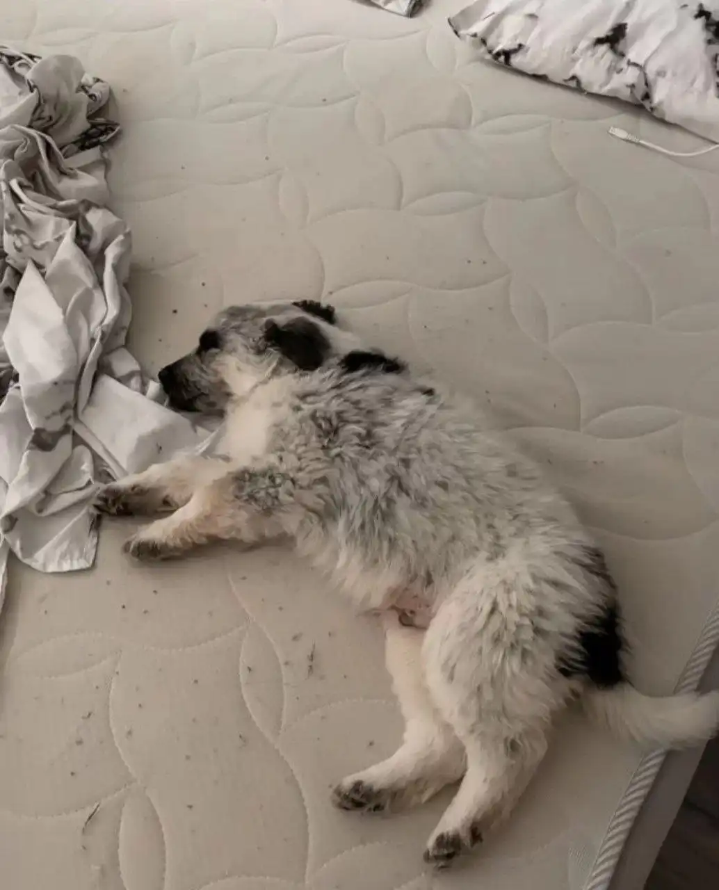 Отдам щенка Хамза 6 месяцев