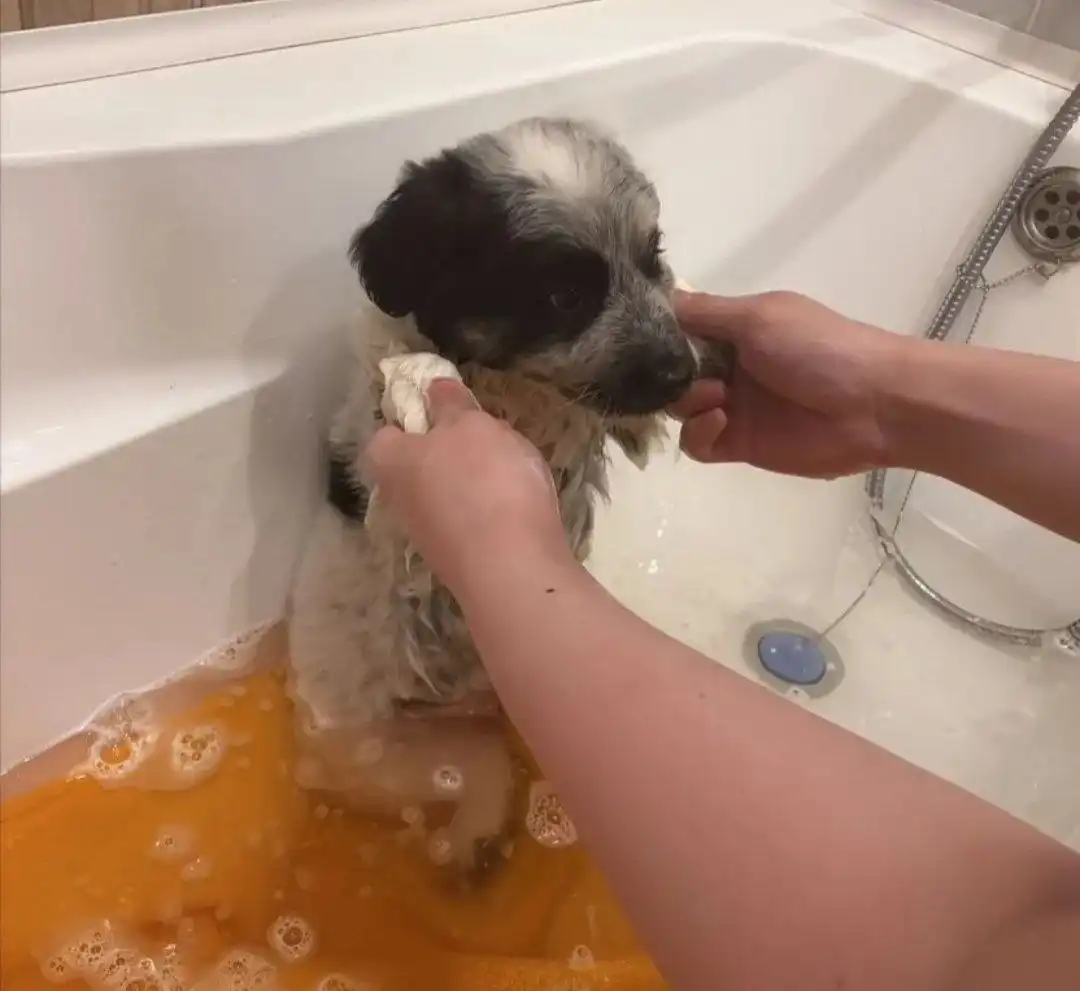 Отдам щенка Хамза 6 месяцев