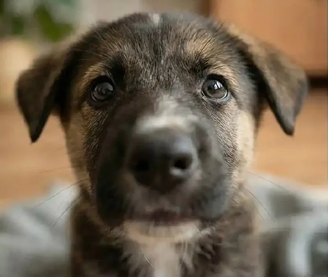 Щенки в добрые руки - частное объявление в Екатеринбург