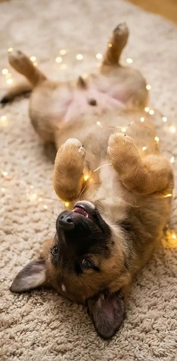 Щенки в добрые руки