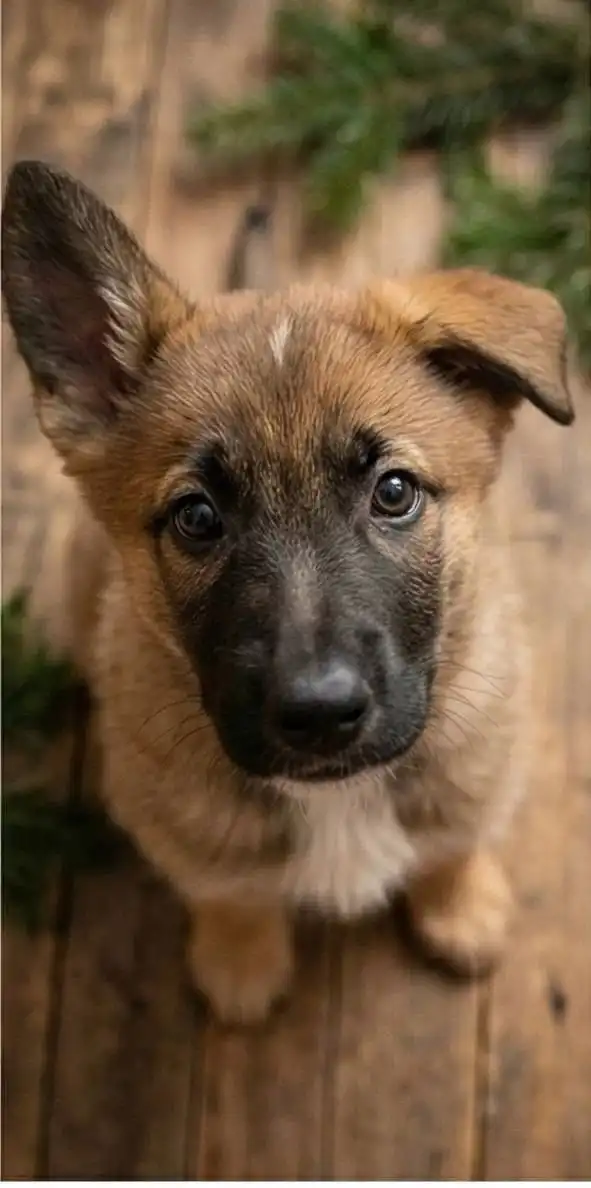 Щенки в добрые руки