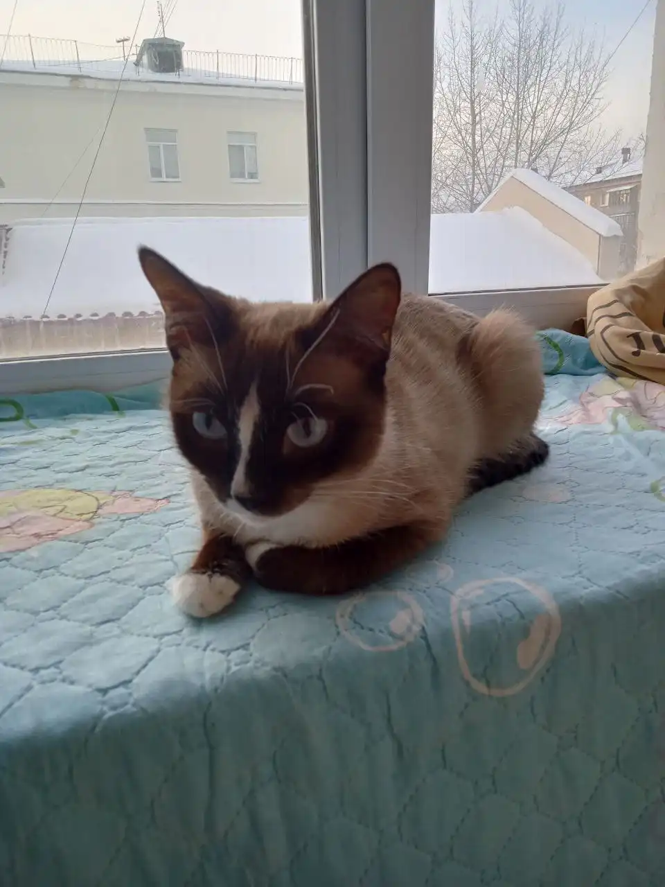 Кошка Алиса ищет новый дом