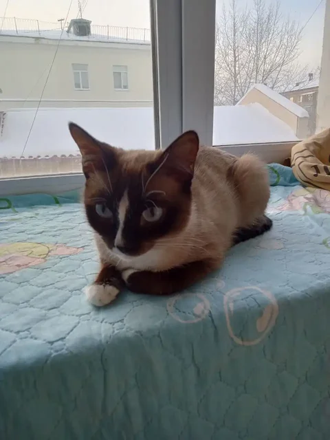 Кошка Алиса ищет новый дом - Животные в Екатеринбург