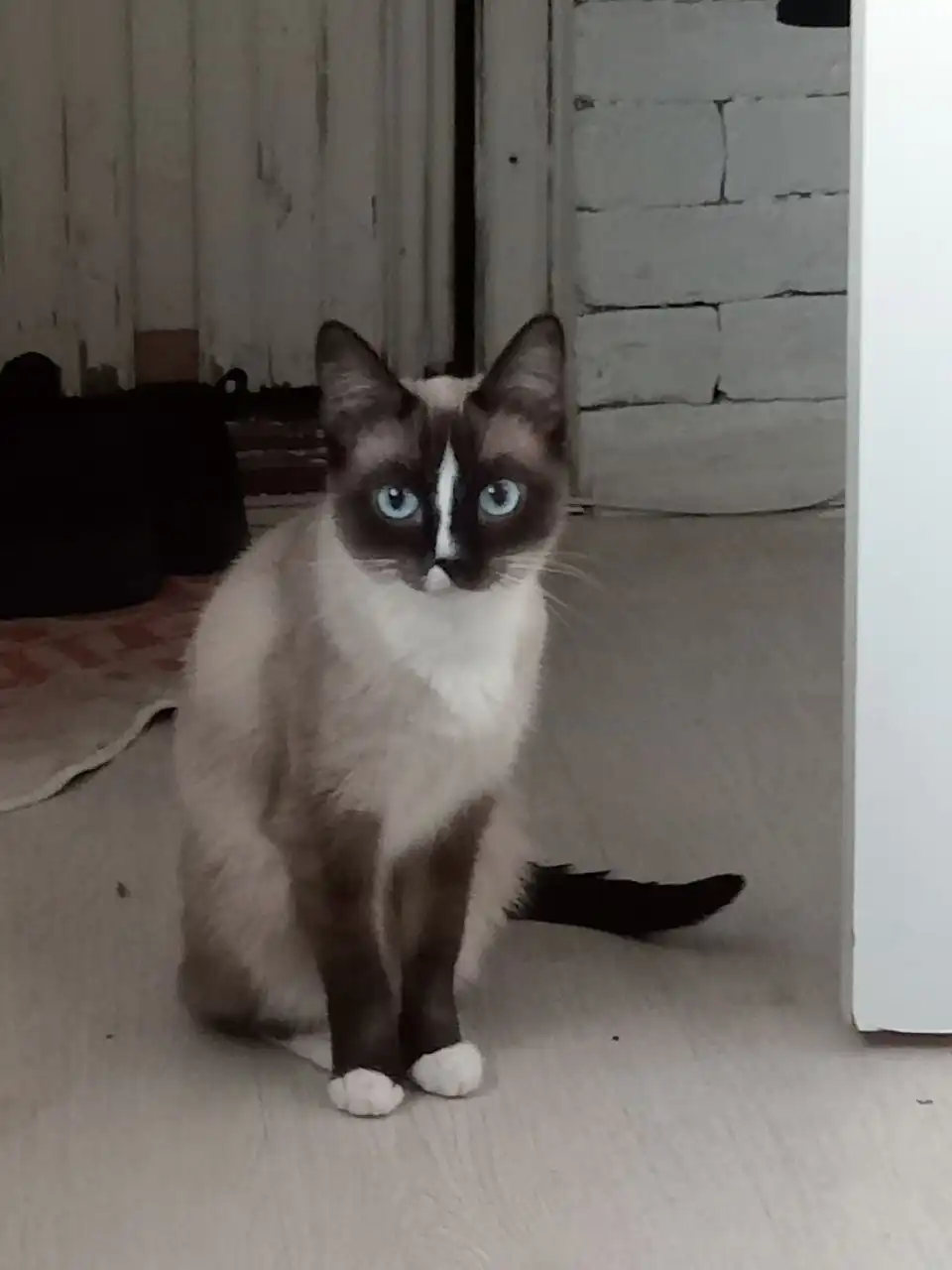 Кошка Алиса ищет новый дом