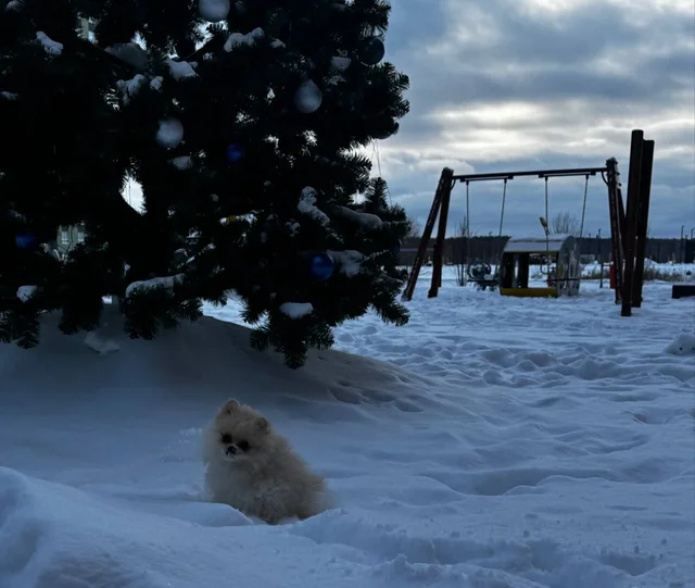 Продам щенка померанского шпица - Животные в Екатеринбург