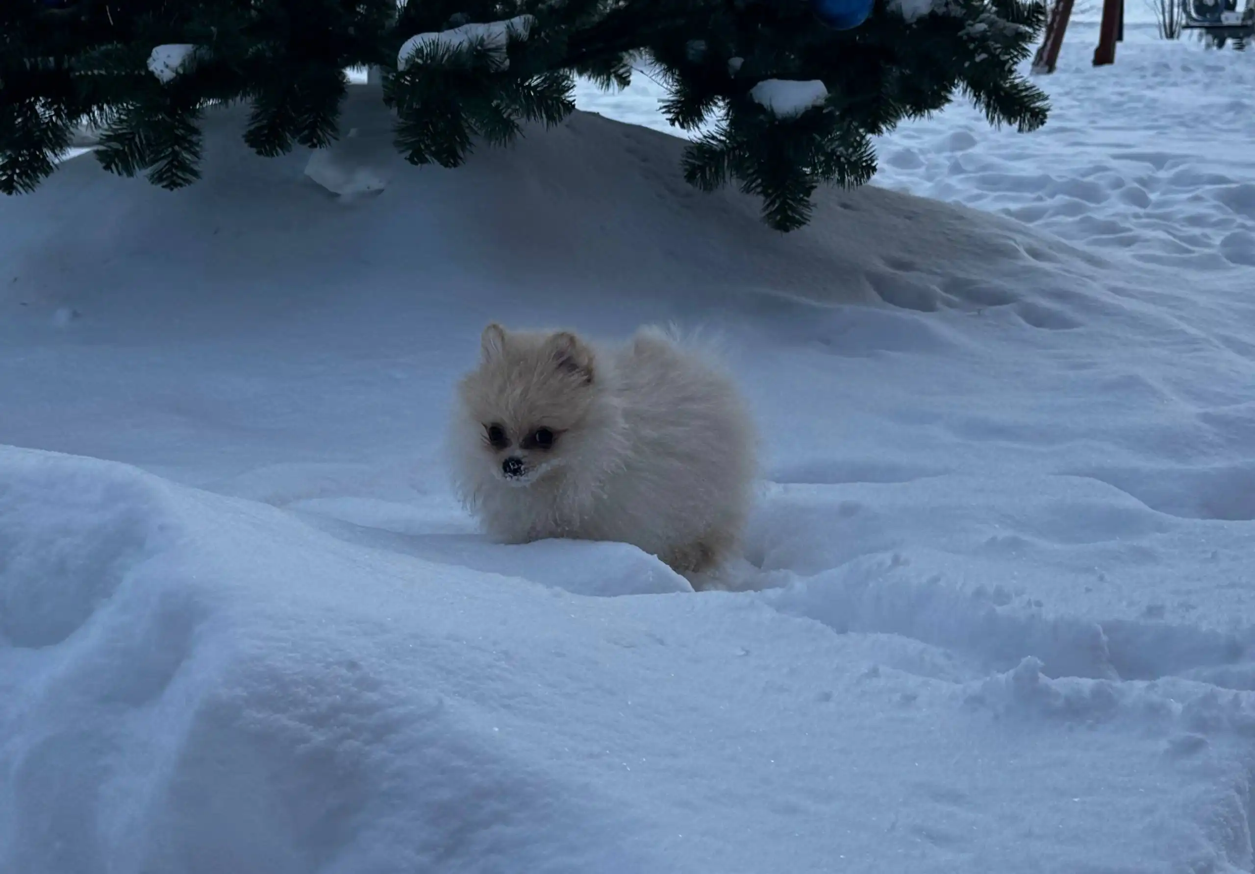 Продам щенка померанского шпица