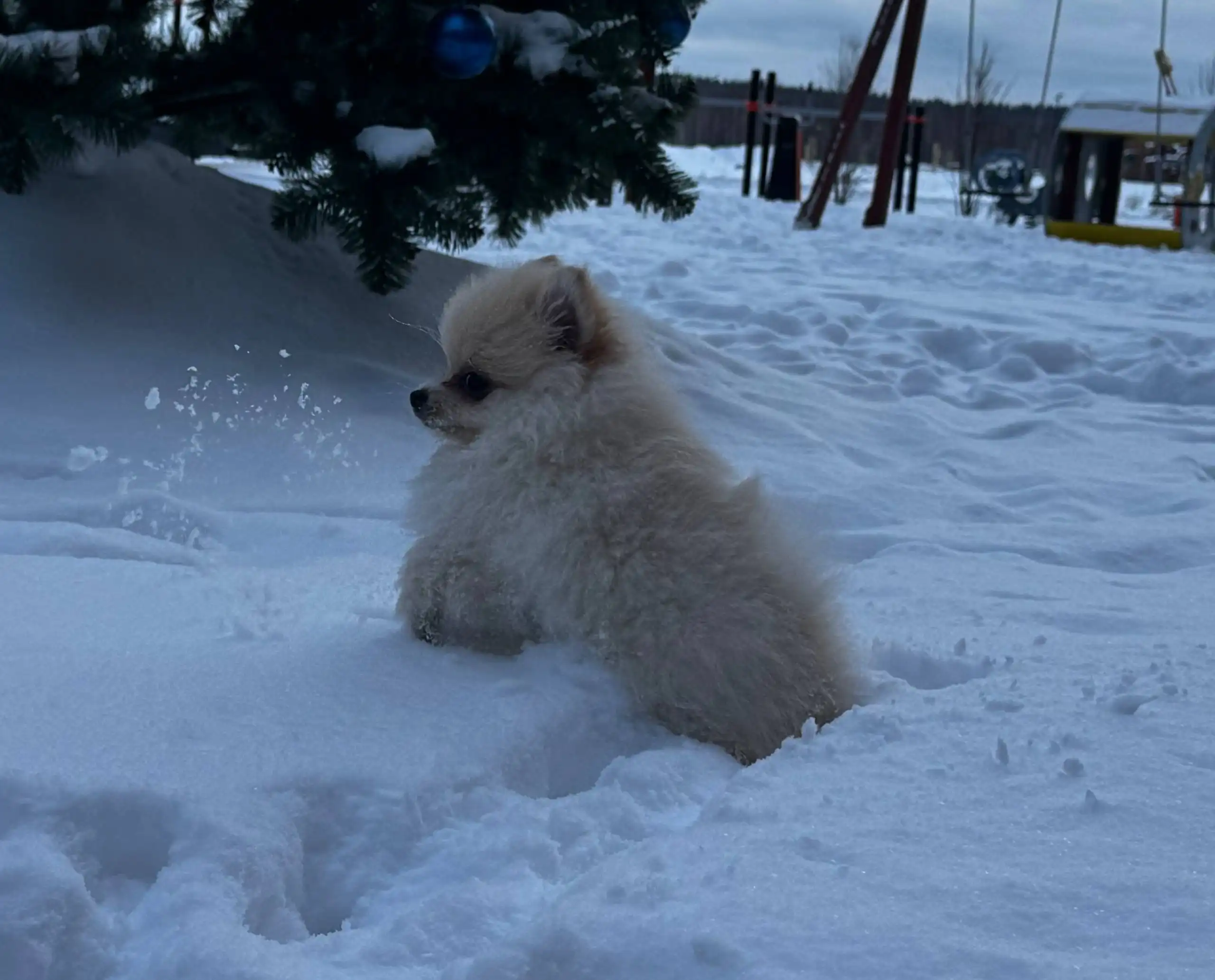 Продам щенка померанского шпица