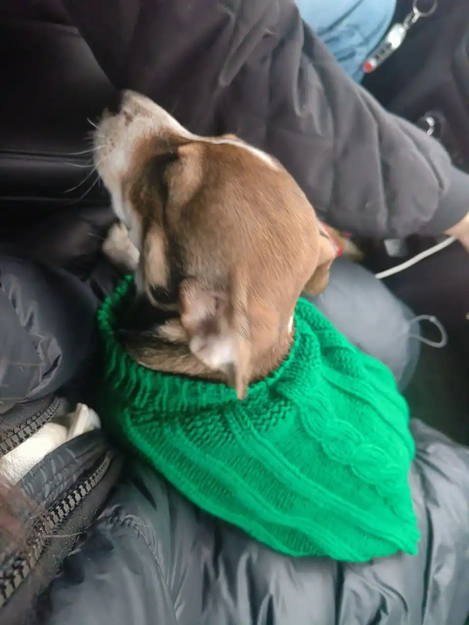 Потерялась собака в зеленой кофточке