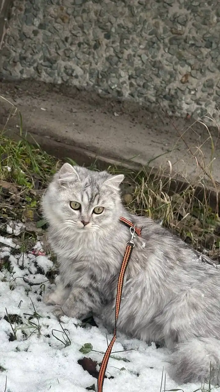 Отдам в хорошие руки ласкового британского кота - Кошки (Животные) в Екатеринбург