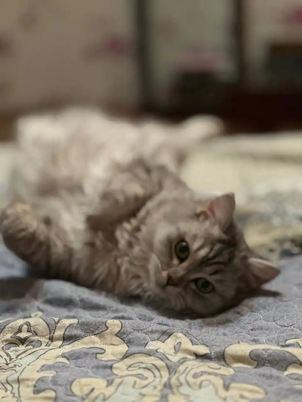 Отдам в хорошие руки ласкового британского кота - Кошки (Животные) в Екатеринбург