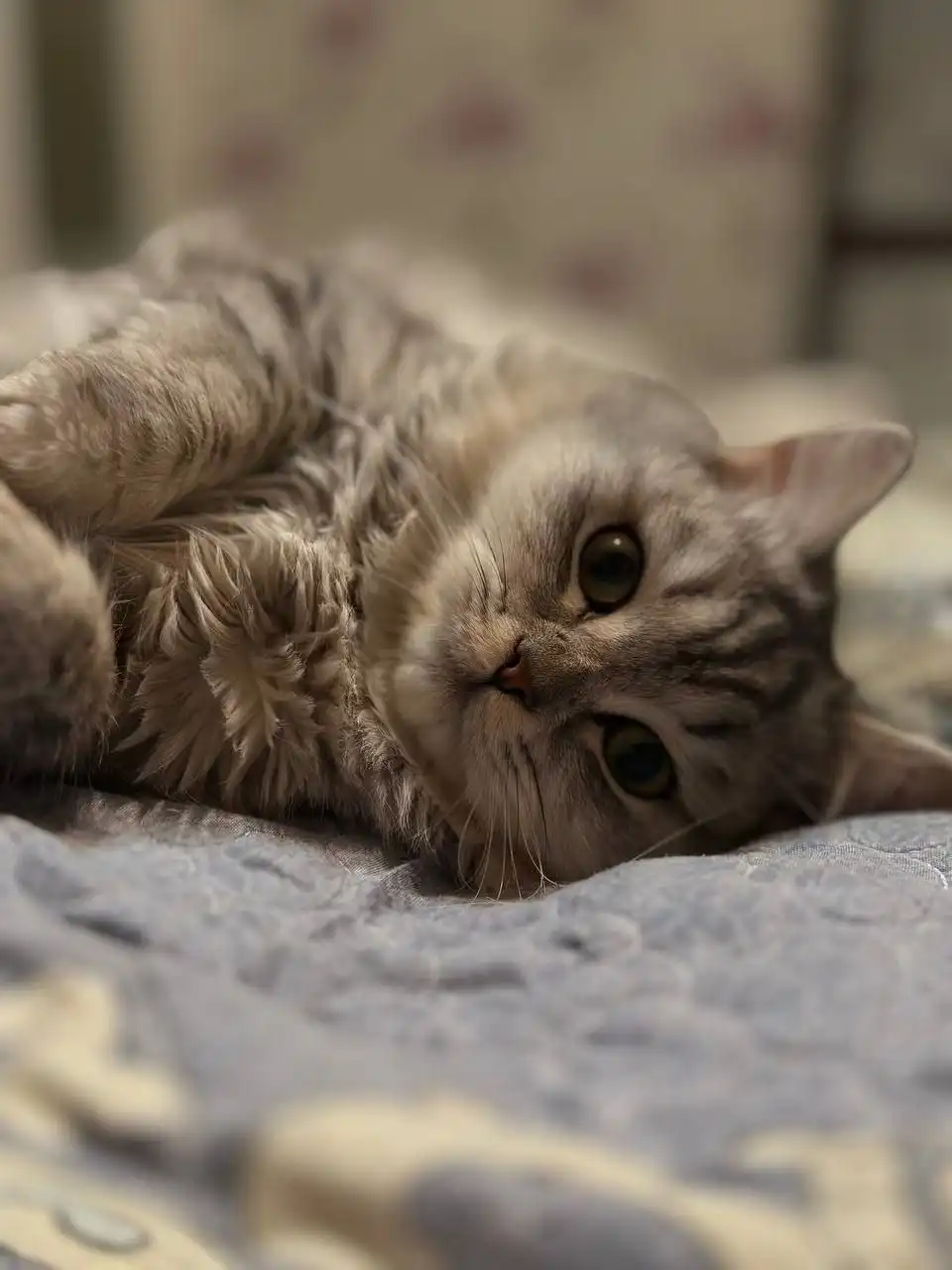 Отдам в хорошие руки ласкового британского кота - Кошки (Животные) в Екатеринбург