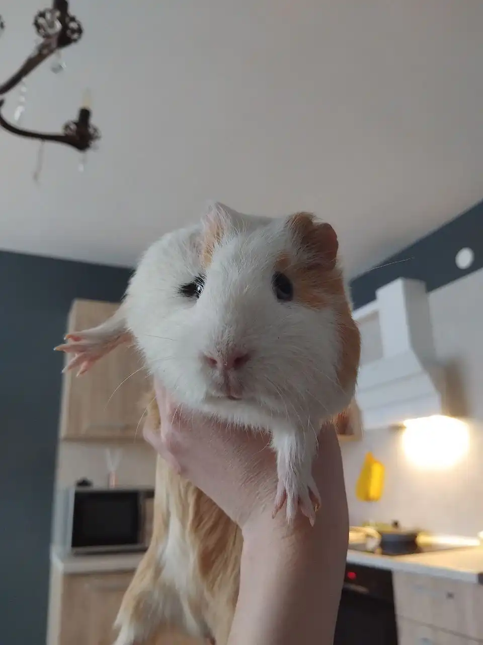 Морская свинка с клеткой в добрые руки - Морские свинки (Животные) в Екатеринбург