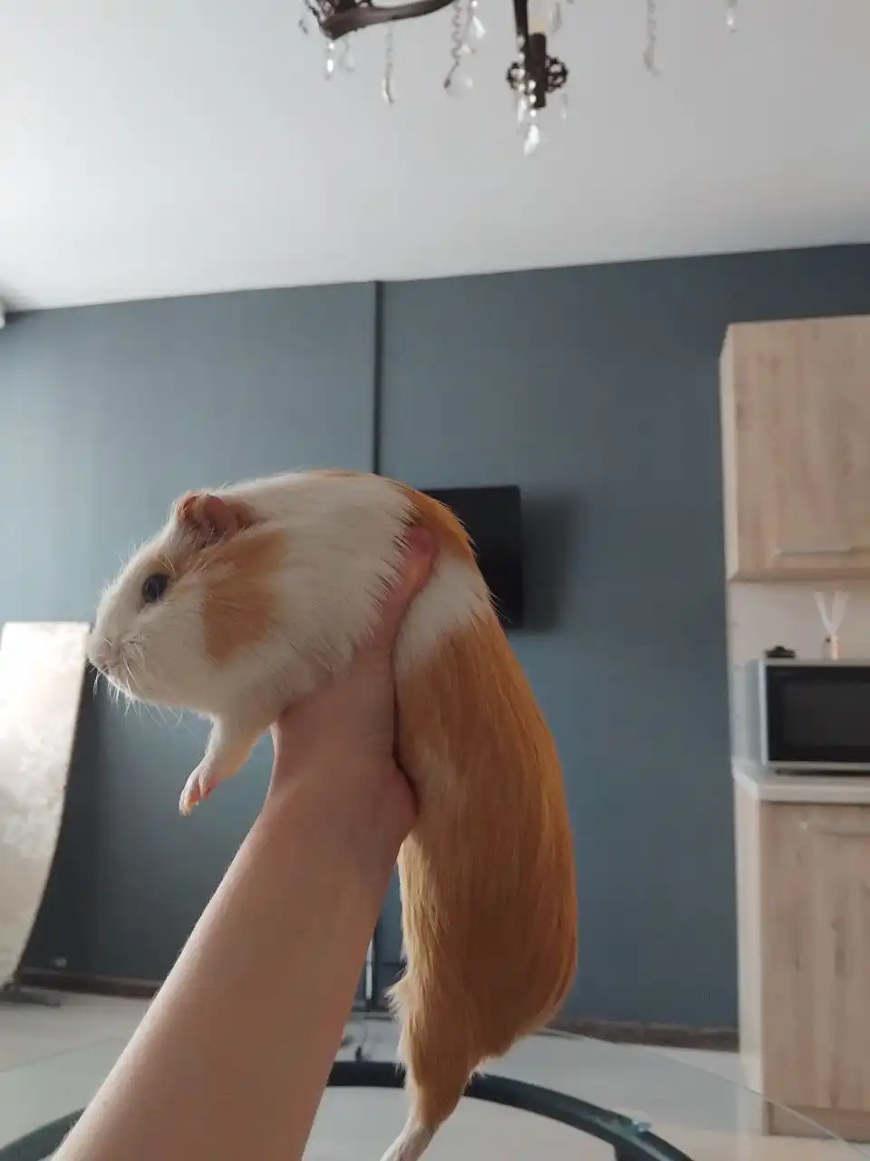 Морская свинка с клеткой в добрые руки - Морские свинки (Животные) в Екатеринбург