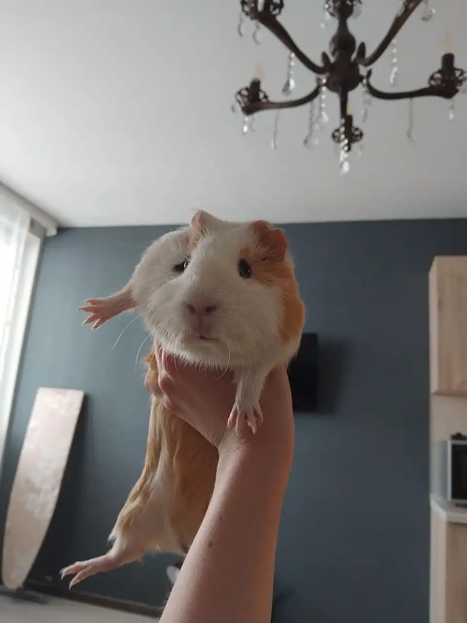 Морская свинка с клеткой в добрые руки - Морские свинки (Животные) в Екатеринбург