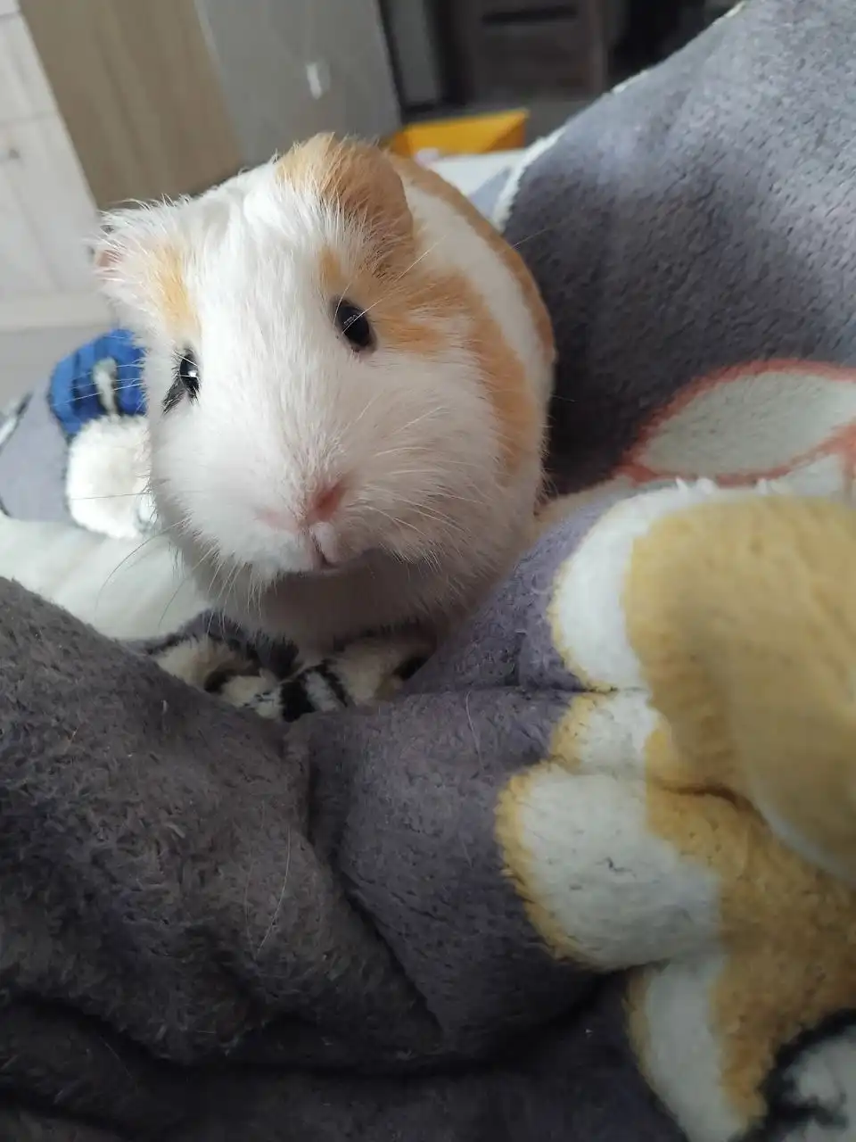Морская свинка с клеткой в добрые руки - Морские свинки (Животные) в Екатеринбург