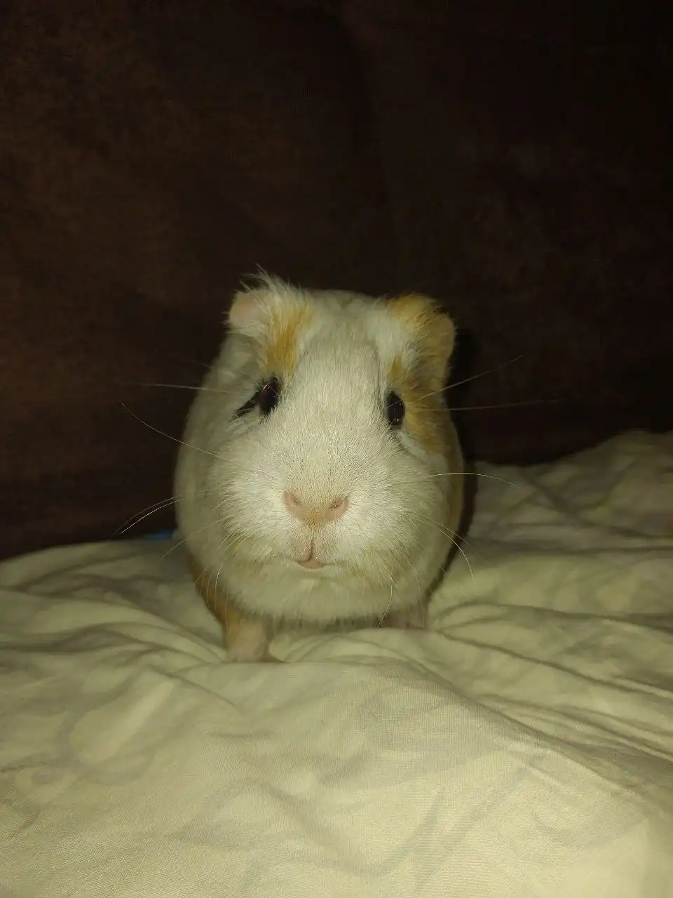 Морская свинка с клеткой в добрые руки - Морские свинки (Животные) в Екатеринбург