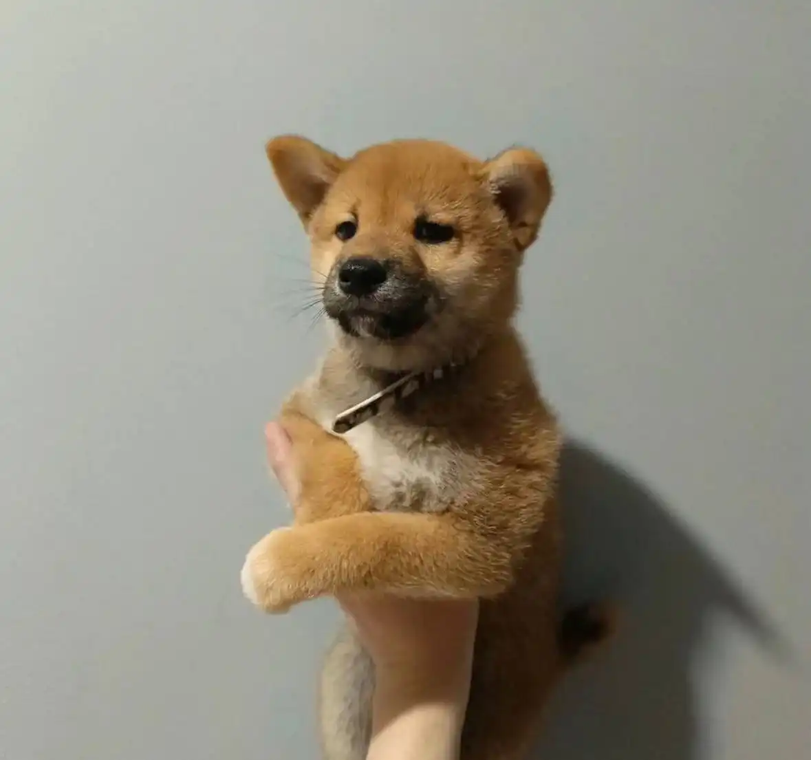 Отдам щенят породы Сиба-ину - Собаки (Животные) в Екатеринбург