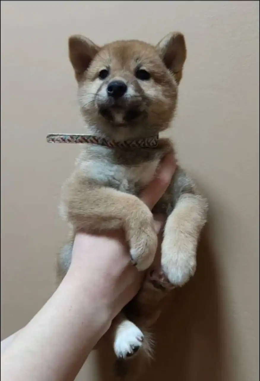 Отдам щенят породы Сиба-ину - Собаки (Животные) в Екатеринбург