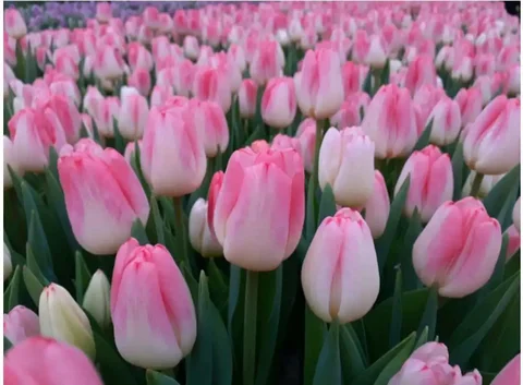 Предзаказ тюльпанов к 8 марта - Значки в Екатеринбург