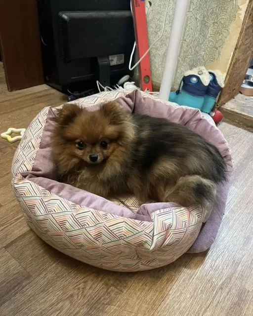 Померанский шпиц даром - Кошки в Екатеринбург