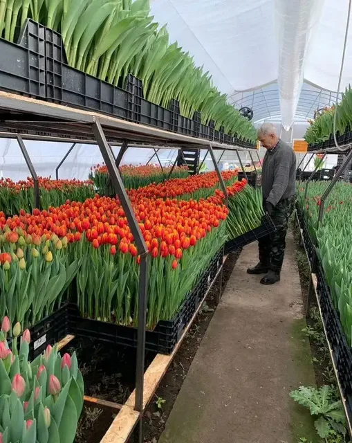 Тюльпаны к 8 марта оптом и в розницу - Хобби и отдых в Екатеринбург