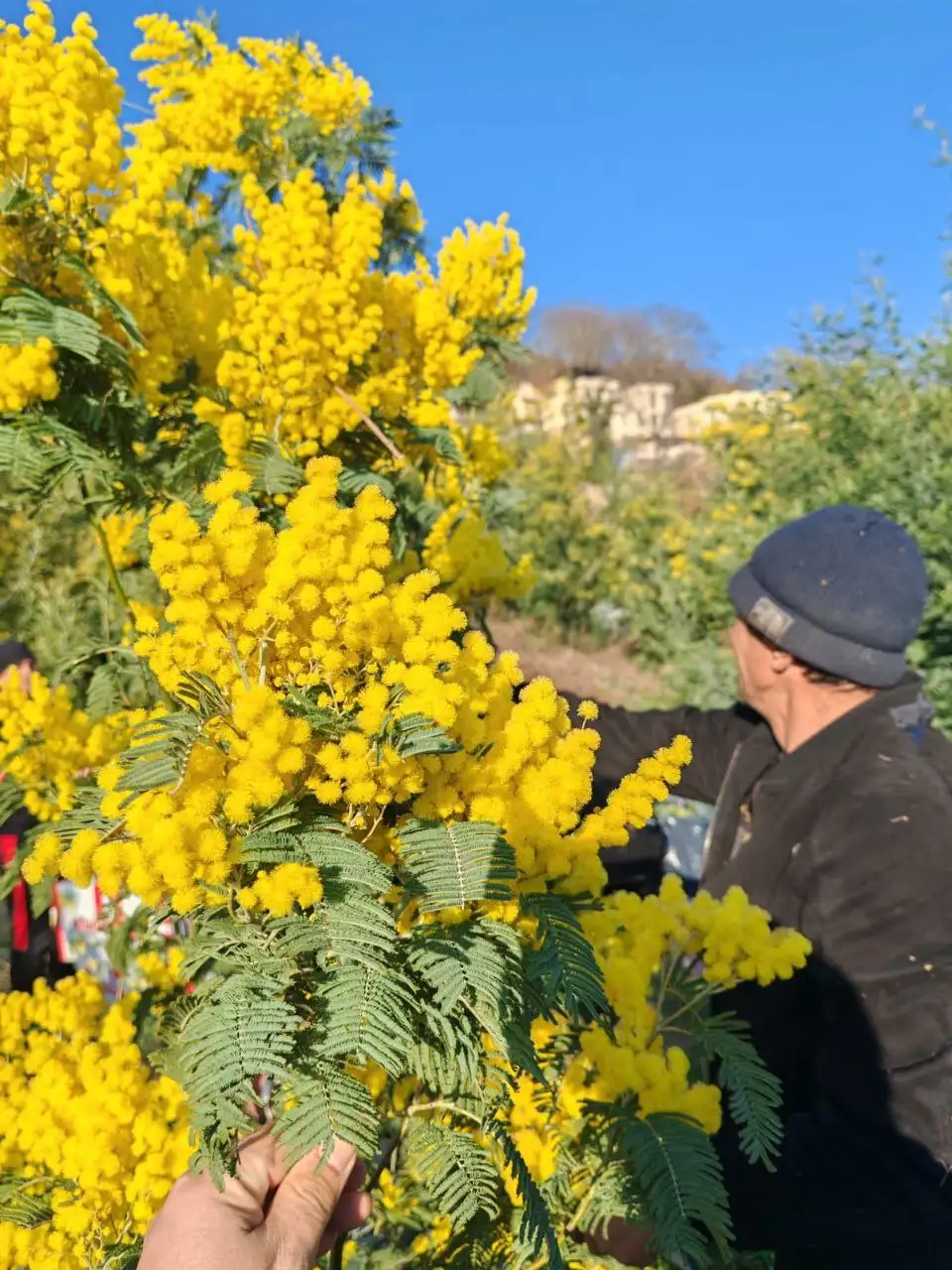 Тюльпаны к 8 марта оптом и в розницу - Цветы (Хобби и отдых) в Екатеринбург