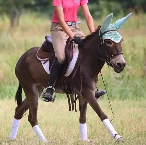 В новом пакете санкций россиянам запретят въезд на осле в страны Евросоюза - частное объявление в Екатеринбург
