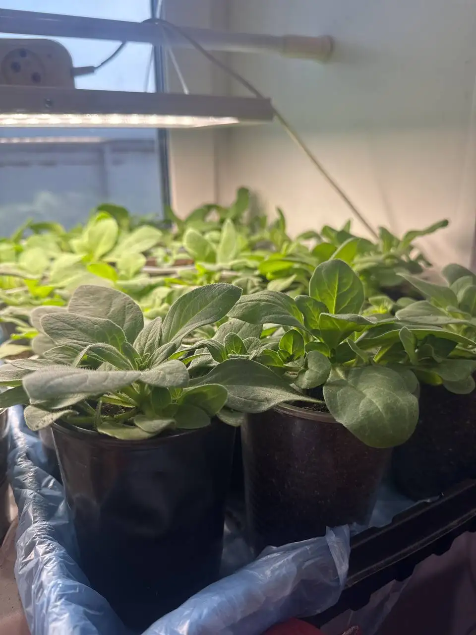 Продажа рассады Петунии - Растения (Хобби и отдых) в Екатеринбург