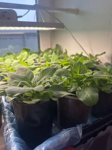 Продажа рассады Петунии - Коллекционные модели в Екатеринбург