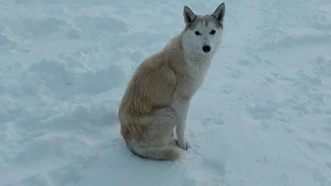 Отдам в добрые руки собаку 'Белого ходока' - Птицы в Екатеринбург