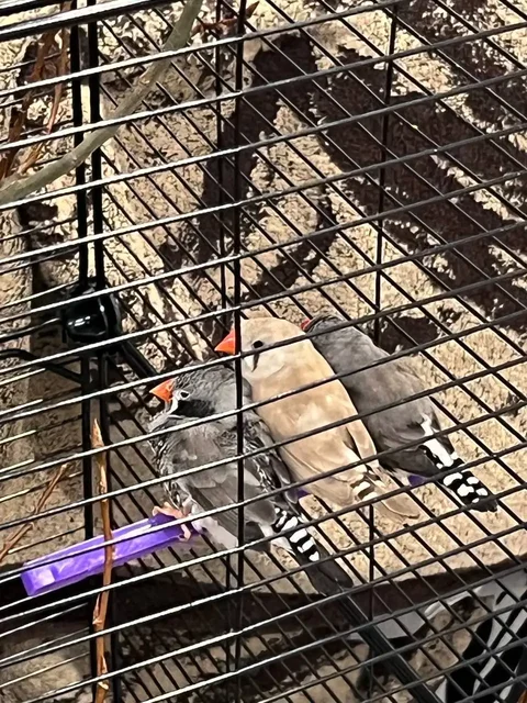 Продажа зебровых амадин (китайских воробьев) - Птицы в Екатеринбург