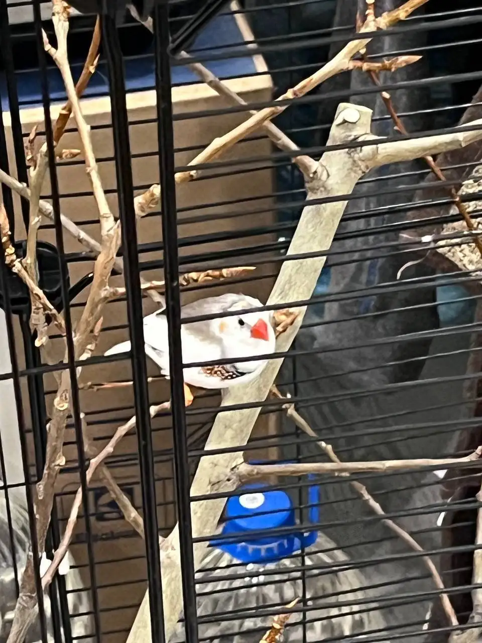 Продажа зебровых амадин (китайских воробьев) - Птицы (Животные) в Екатеринбург