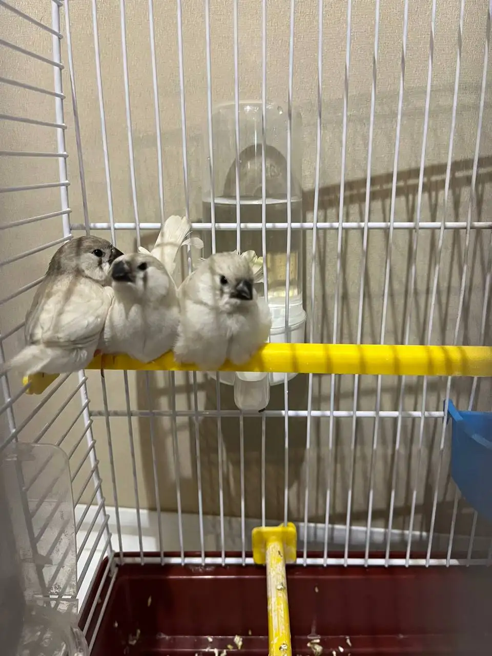 Продажа зебровых амадин (китайских воробьев) - Птицы (Животные) в Екатеринбург