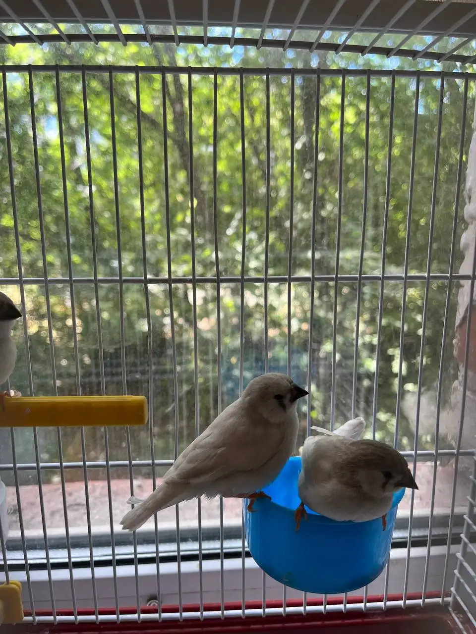 Продажа зебровых амадин (китайских воробьев) - Птицы (Животные) в Екатеринбург