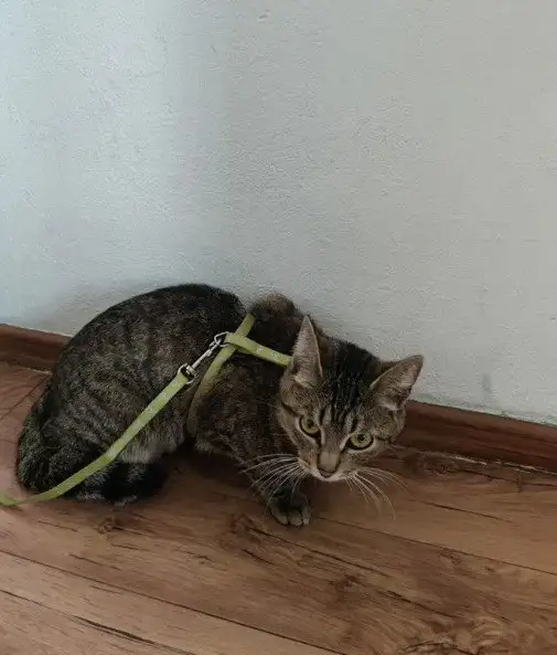 Передержка и выгул домашних животных - Передержка животных (Услуги) в Екатеринбург