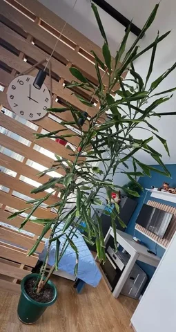 Продажа пальмы Юкка высотой более 2,3 метра - null в Екатеринбург