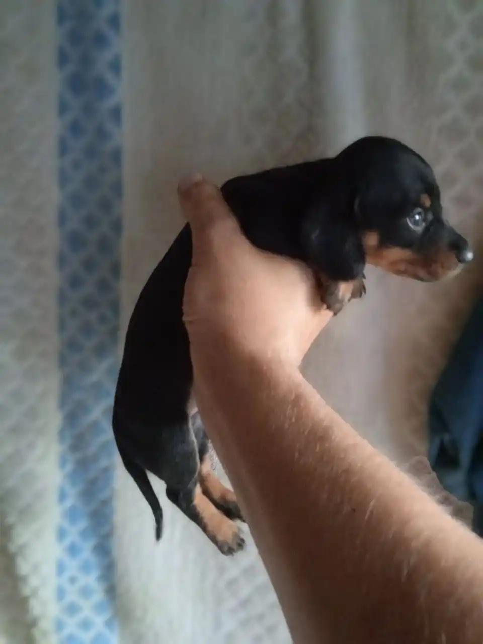 Продаются щенки таксы