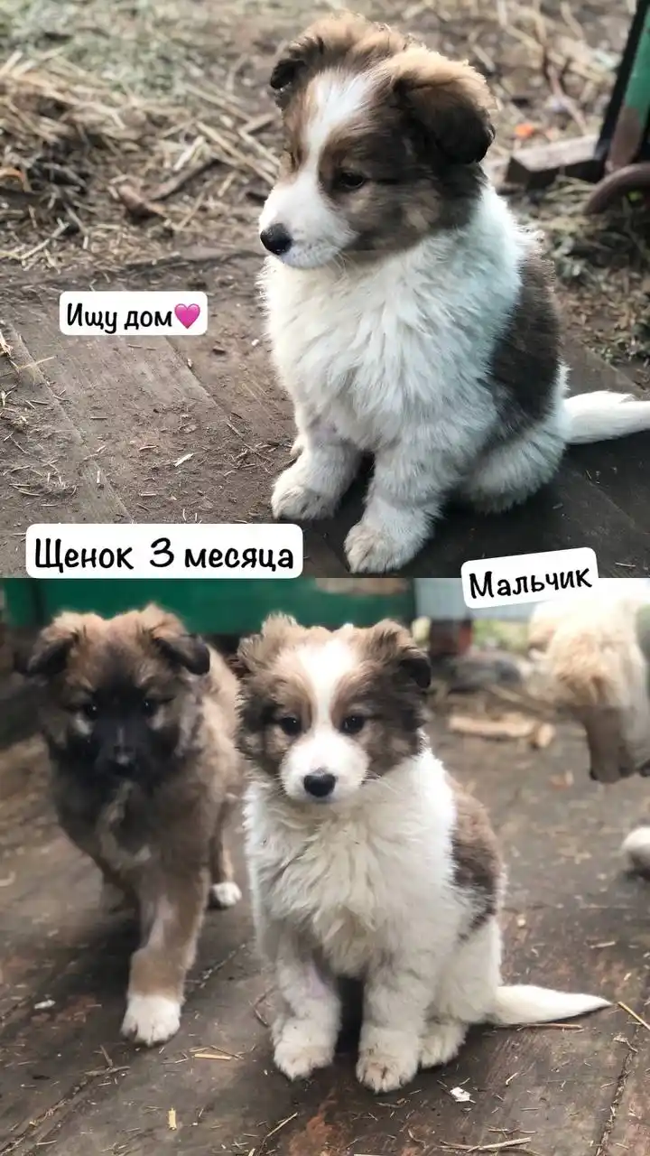 Мальчик 3 месяца отдам в хорошие руки