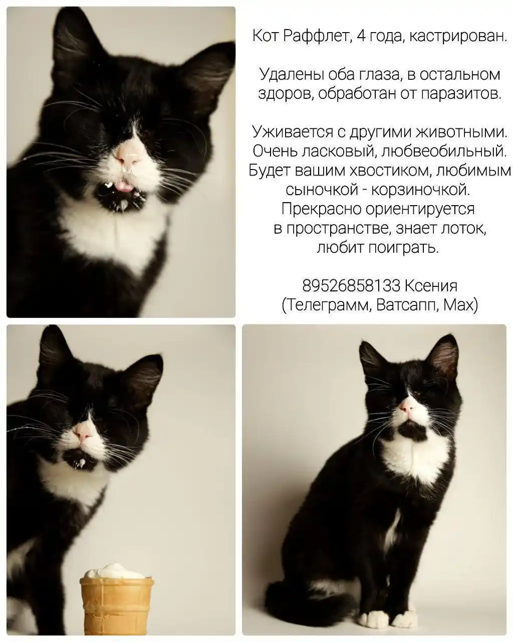 Раффлет ищет дом - Животные в Тюмень