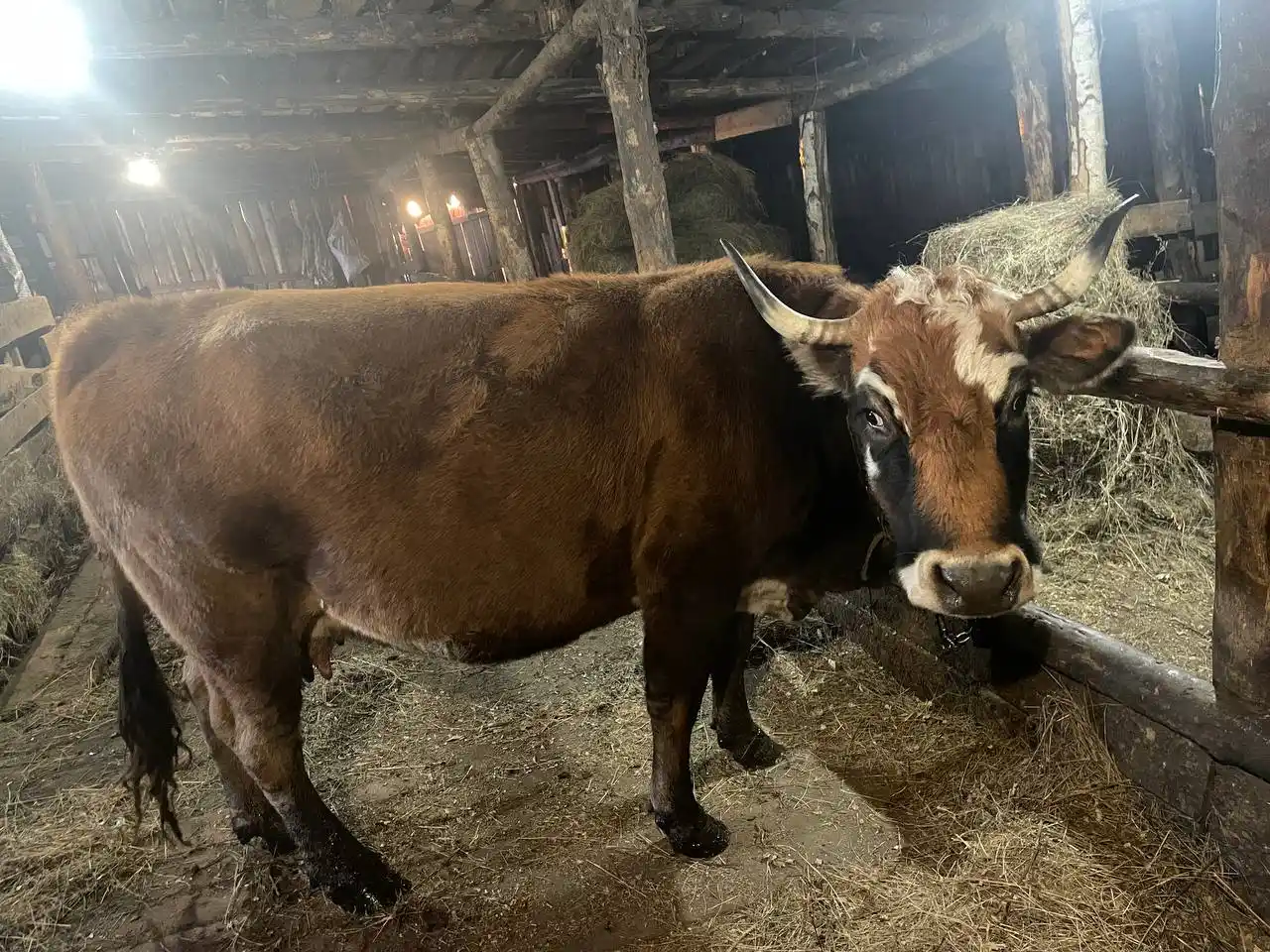 Продается обрак - частное объявление в Тюмень