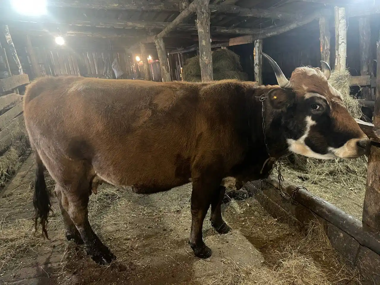 Продается обрак