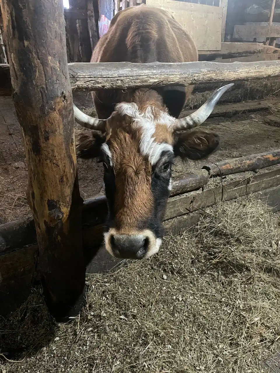 Продается обрак