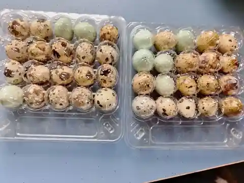 Перепелиные яйца домашние - Животные в Тюмень