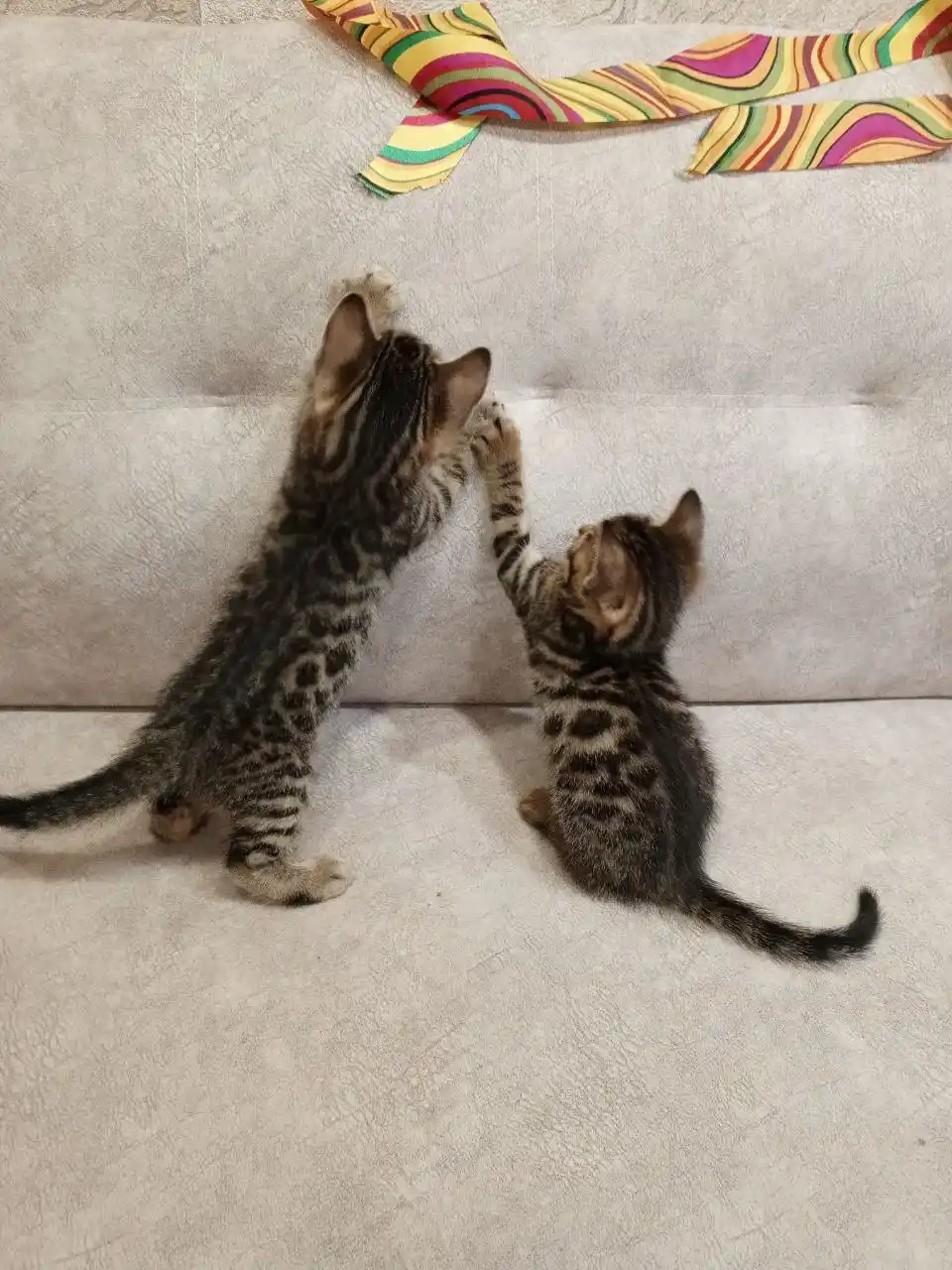 Продажа уникальных бенгальских котят