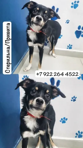 Щенок Элли ищет дом - Животные в Тюмень