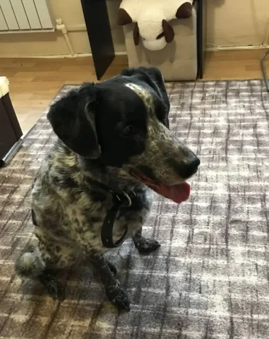 Потерянная собака в районе пос. Боровский - Животные в Тюмень