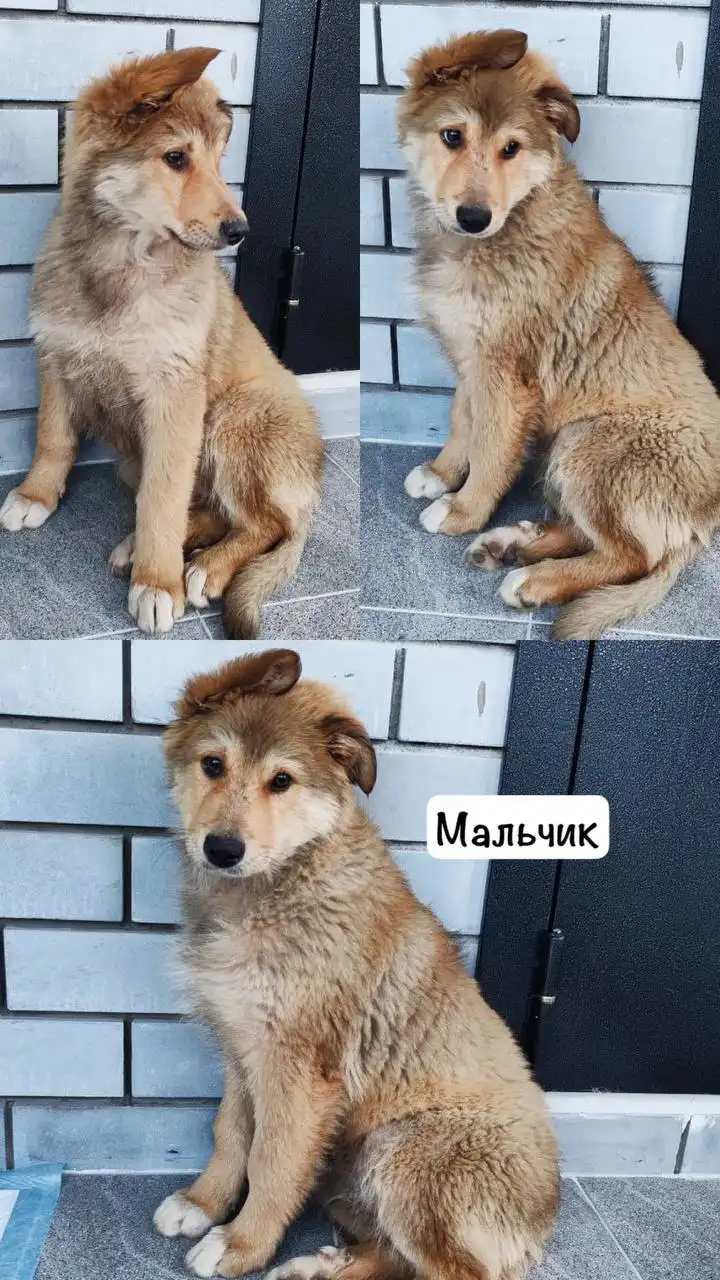 Щенок Лёва ищет дом